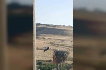Diyarbakır’da ayağı yuvasındaki bez parçasına takılan leylek kurtarıldı 