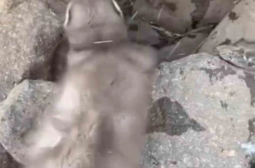 Diyarbakır’da bitkin halde bulunan gelincik, vatandaşlar tarafından görüntülendi