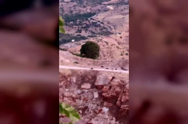 Diyarbakır’da domuz sürüsü 