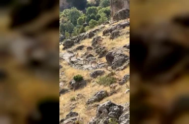 Diyarbakır’da Gelincik Dağı’nda sürü halinde gezen dağ keçileri görüntülendi 