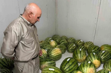 Diyarbakır’da karpuz yarışmasına sayılı günler kaldı 
