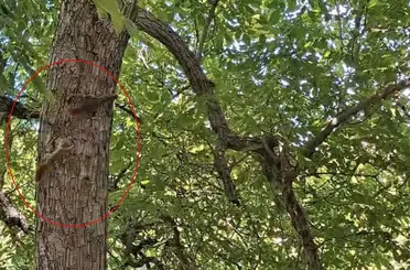 Diyarbakır’da sincapların ağaç üstündeki kovalamacası kameralara yansıdı
