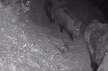 Diyarbakır’da yaban hayvanları foto kapana yakalandı 