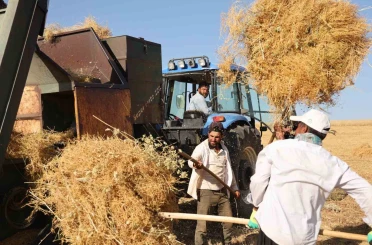 Diyarbakır’da yüksek sıcaklıkta hasat 