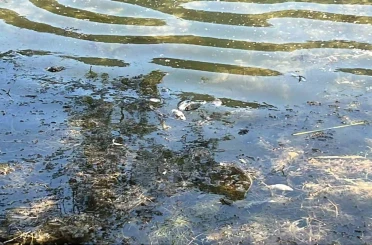 Doğa harikası Gölcük Tabiat Parkı’nda balık ölümleri yaşandı 