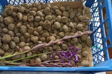 Doğa yürüyüşünde bulduğu salep orkidesi hayatını değiştirdi: 60 bin fideyle salep üreticisi oldu 