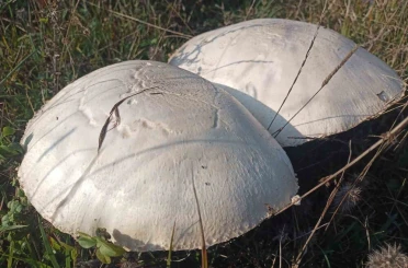 Doğada büyüyen dev mantarlar şaşkına çevirdi 