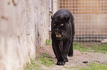 Doğal Yaşam Parkı’nın jaguarı Juliet yaşama veda etti 