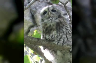 Doğanın gizemli bekçisi alaca baykuş Kayseri’de görüntülendi 