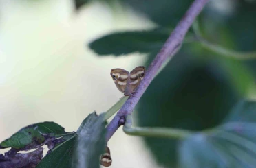 Doğu Karadeniz’de üçlü istilacı tür tarımı tehdit ediyor 