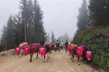 Doğu Karadeniz’de yaylalardan dönüşler hızlandı 