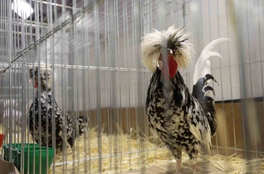 Doğu ve Güneydoğu’nun en renkli süs tavukları Elazığ’da buluştu 