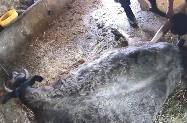 Doğum yapmakta zorlanan ineği sezaryen yapan S.T.’den açıklama: Çağırdılar insanlık namına yardımcı oldum 