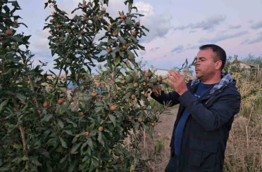 Doğu’nun soğuğunda sıcak iklim meyveleri yetiştirdi 