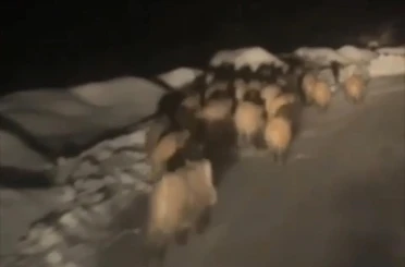 Domuz sürüsü köye indi 