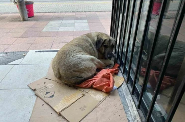 Dondurucu soğuk sokak hayvanlarının yaşamını zorlaştırdı 