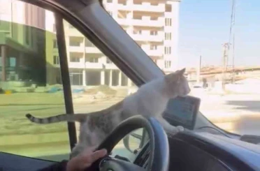 Donmak üzere olan kediyi aracına aldı: Şoförün duyarlı hareketi yolcuların takdirini topladı 