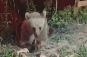Dumanlı Parkında karnını duyuran ayı görüntülendi 