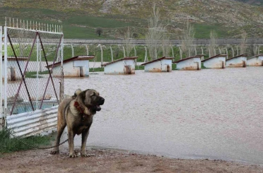 Dünyaca ünlü Anadolu aslanlarının yuvaları sular altında kaldı 