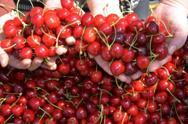 Dünyaca ünlü Demirci kirazında hasat başladı 