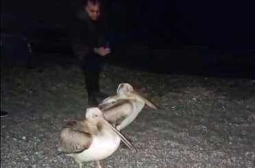 Dünyaca ünlü sahilde pelikan şaşkınlığı 