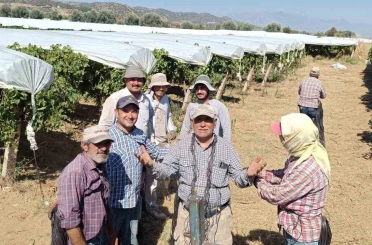 Dünyaca ünlü Sultaniye üzümüne beyaz kalkan 