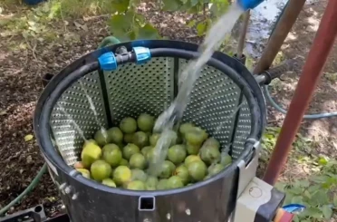 Dünyaca ünlü tescilli Adilcevaz cevizi hasadı başladı 