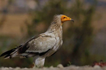 Dünyada sadece 3 yerde görülen doğa olayı: Akbabaların yiyecek döngüsü