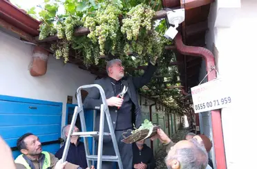 Dünyanın en dar arastasını süsleyen üzümler hasat edildi