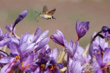 Dünyanın en pahalı baharatı safranın 1 gramı 500 TL 