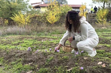 ’Dünyanın en pahalı baharatı’ safranın kilogramı 600 bin liradan satılacak 