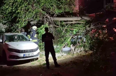 Dut ağacı park halindeki araçların üzerine devrildi, faciadan dönüldü 