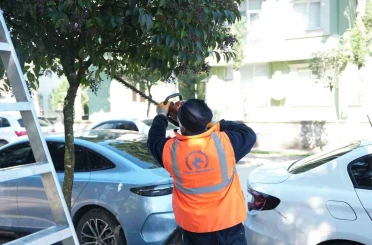 Düzce Belediyesi ağaçları bahara hazırlıyor 