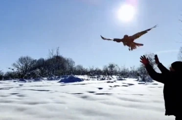 Düzce’de 211 yaban hayvanı doğaya salındı 