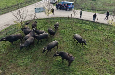 Düzce’de manda yetiştiriciliğine güçlü destek 