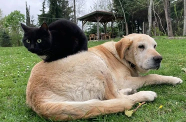 Düzce’den 800 tona yakın kedi köpek maması ihraç edildi 