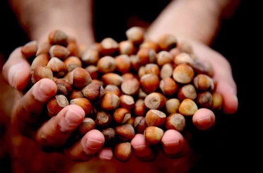 Düzce’den AB ülkelerine 5 bin 973 ton fındık ihraç edildi 