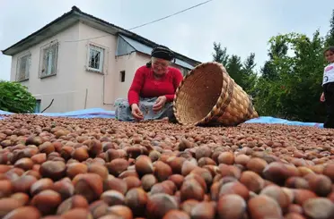 Düzce’den AB ülkelerine 7 bin 192 ton fındık ihraç edildi