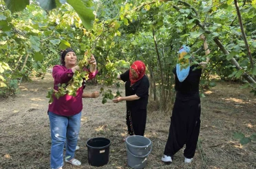 Düzce’nin ovalarında kadınların imece usulü fındık mesaisi başladı 