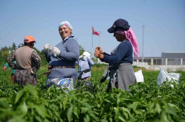Edirne’de 35 derecede acı biber hasadı başladı 