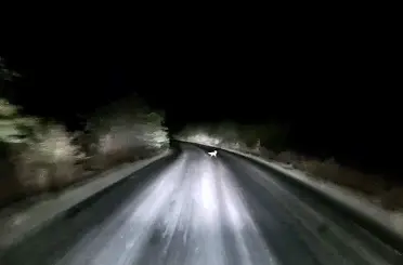 Edirne’de araç farlarına yakalanan tilkinin kaçış anı kamerada
