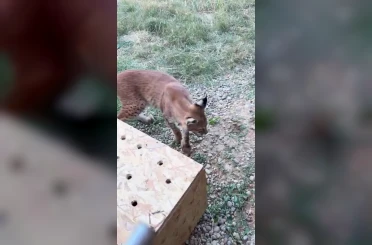 Edirne’de aracın bagajında iki vaşak ve serval ele geçirildi 