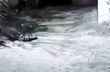 Edirne’de çiftliğe kurt girdi: 1 koyun telef oldu