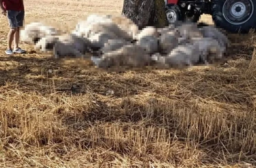Edirne’de sağanak ve dolu yağışı: Yıldırım 30 koyunu telef etti, dolu çatılara zarar verdi 