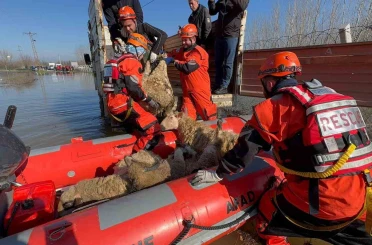 Edirne’de taşan su seviyesi yer yer 2.5 metreye yükseldi: Mahsur kalan hayvanlar kurtarılıyor 