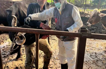 Efeler’de 15 bin hayvan aşılandı 