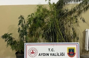 Efeler’de 22 kök kenevir ele geçirildi 