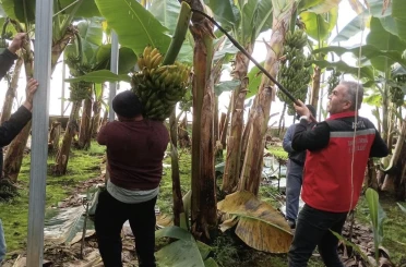 Efeler’de muz hasadı başladı 