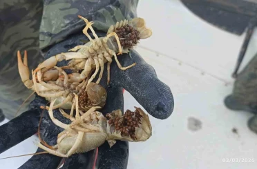 Eğirdir Gölü’nde kaçak pinterlere el konuldu, kerevitler göle bırakıldı 