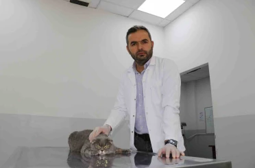 Ekmek kavgası bitti, kedi ve köpekler dost oldu 